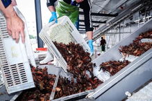 國(guó)聯(lián)水產(chǎn)湖南首個(gè)小龍蝦加工廠開(kāi)業(yè)